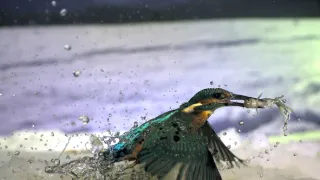 Divoká príroda Bavorska (1/2)