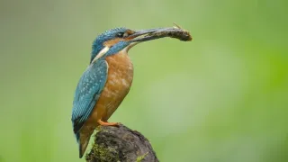 Divoká príroda Bavorska (1/2)