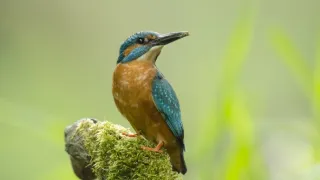 Divoká príroda Bavorska (1/2)