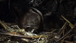 Divoká príroda Bavorska (1/2)