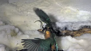 Divoká príroda Bavorska (1/2)