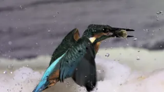 Divoká príroda Bavorska (1/2)