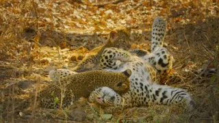 Zázračná planéta: Posledné raje na Zemi - Luangwa