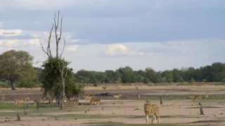 Zázračná planéta: Posledné raje na Zemi - Luangwa