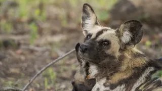Zázračná planéta: Posledné raje na Zemi - Luangwa