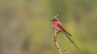 Zázračná planéta: Posledné raje na Zemi - Luangwa