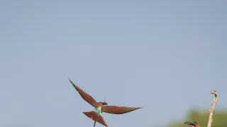 Zázračná planéta: Posledné raje na Zemi - Luangwa