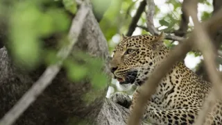 Zázračná planéta: Posledné raje na Zemi - Luangwa