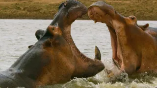 Zázračná planéta: Posledné raje na Zemi - Luangwa