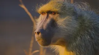 Zázračná planéta: Posledné raje na Zemi - Luangwa