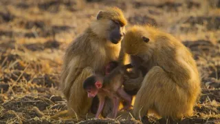 Zázračná planéta: Posledné raje na Zemi - Luangwa