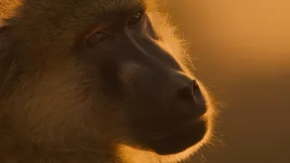 Zázračná planéta: Posledné raje na Zemi - Luangwa