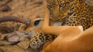 Zázračná planéta: Posledné raje na Zemi - Luangwa
