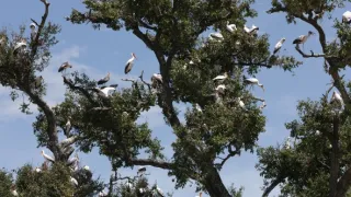 Zázračná planéta: Posledné raje na Zemi - Luangwa