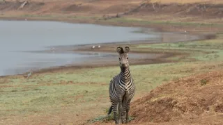 Zázračná planéta: Posledné raje na Zemi - Luangwa