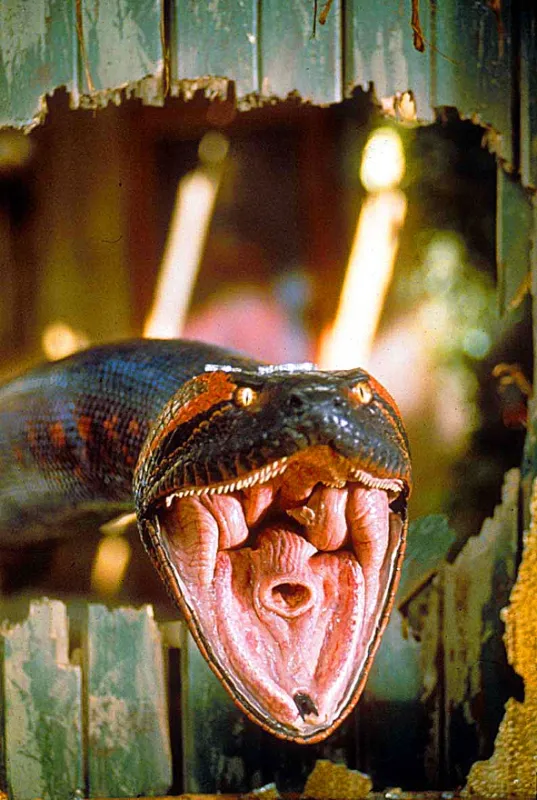 Anakonda (Anaconda), 1997 - fotogaléria