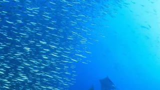 Úžasné zvieracie rodiny (5/10)