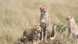 Úžasné zvieracie rodiny (5/10)