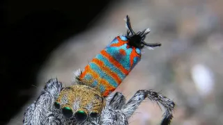 Úžasné zvieracie rodiny (5/10)