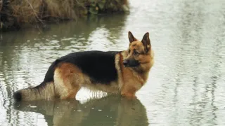 Komisár Rex VI (1)