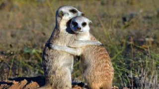 24 hodin v životě zvířat