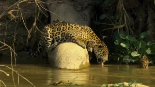 24 hodin v životě zvířat