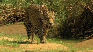 24 hodin v životě zvířat