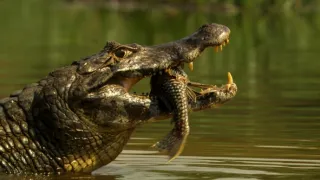 24 hodin v životě zvířat