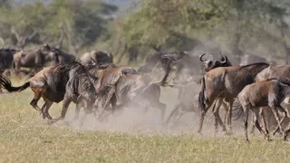 24 hodin v životě zvířat