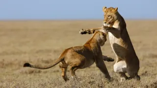 24 hodin v životě zvířat