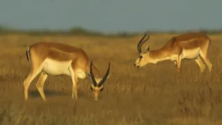 24 hodin v životě zvířat