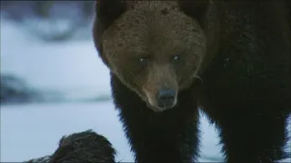 24 hodin v životě zvířat