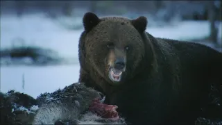 24 hodin v životě zvířat