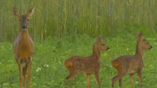 24 hodin v životě zvířat