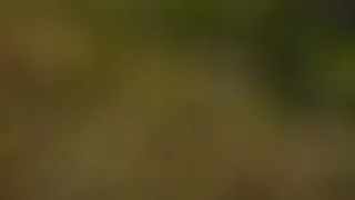 24 hodin v životě zvířat