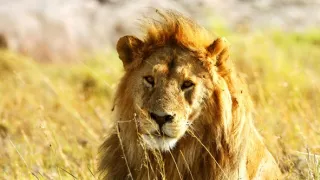 24 hodin v životě zvířat