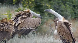 24 hodin v životě zvířat