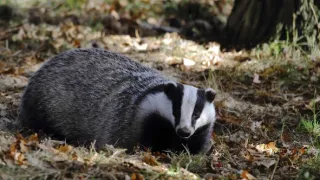 24 hodin v životě zvířat