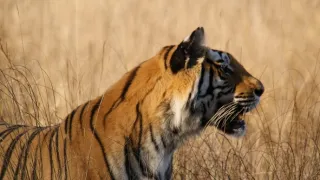 Zázračná planéta: Dynastie (5/5)