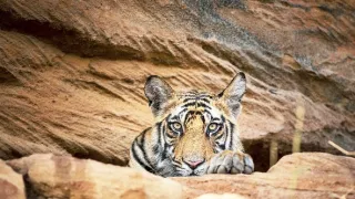 Zázračná planéta: Dynastie (5/5)