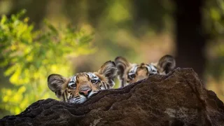 Zázračná planéta: Dynastie (5/5)