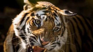 Zázračná planéta: Dynastie (5/5)