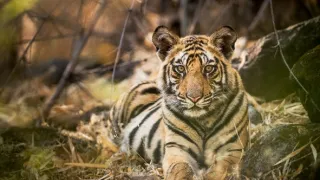 Zázračná planéta: Dynastie (5/5)