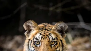 Zázračná planéta: Dynastie (5/5)