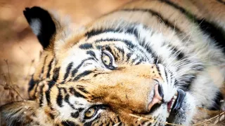 Zázračná planéta: Dynastie (5/5)