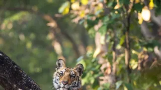 Zázračná planéta: Dynastie (5/5)