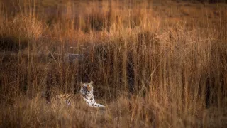 Zázračná planéta: Dynastie (5/5)