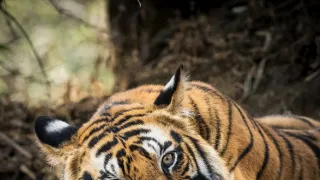 Zázračná planéta: Dynastie (5/5)