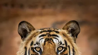 Zázračná planéta: Dynastie (5/5)