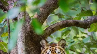 Zázračná planéta: Dynastie (5/5)